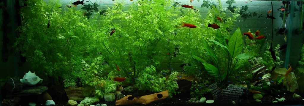 how to set up Natural freshwater tank