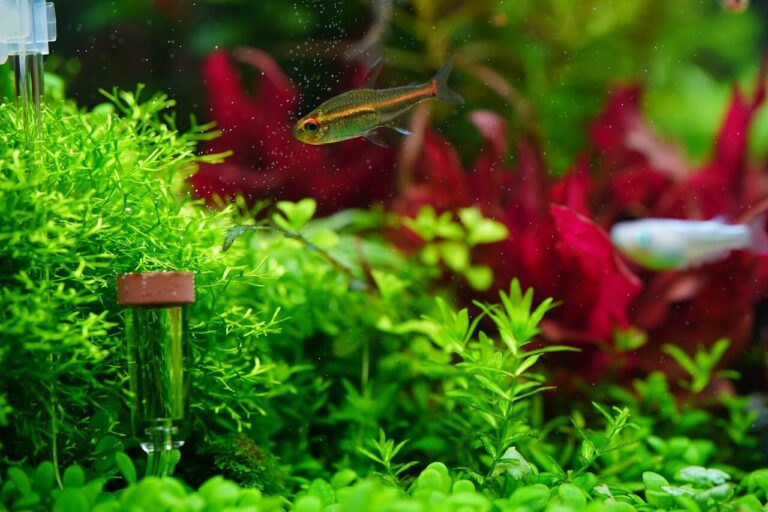 Read more about the article How to choose a fish tank heater for your aquarium