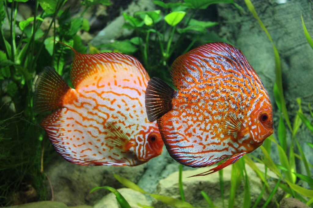 discuss fish mistakes to avoid when setting up your aquarium
