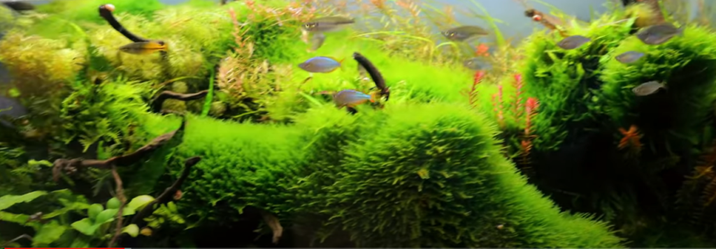 Preventing and treating algae blooms in fish tanks