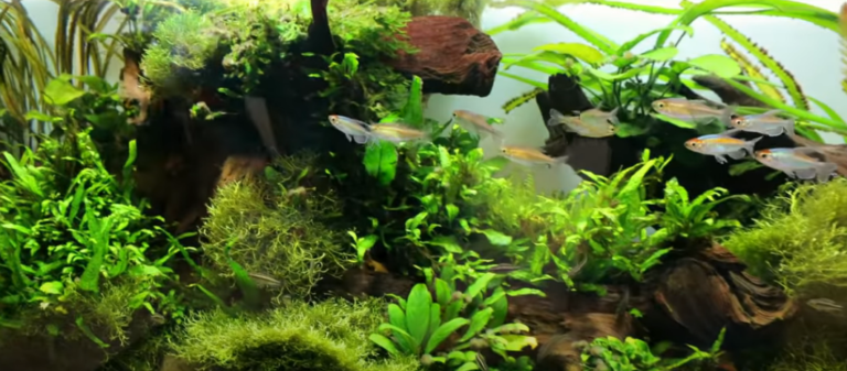Read more about the article pro tips on how to acclimate a fish to an aquarium