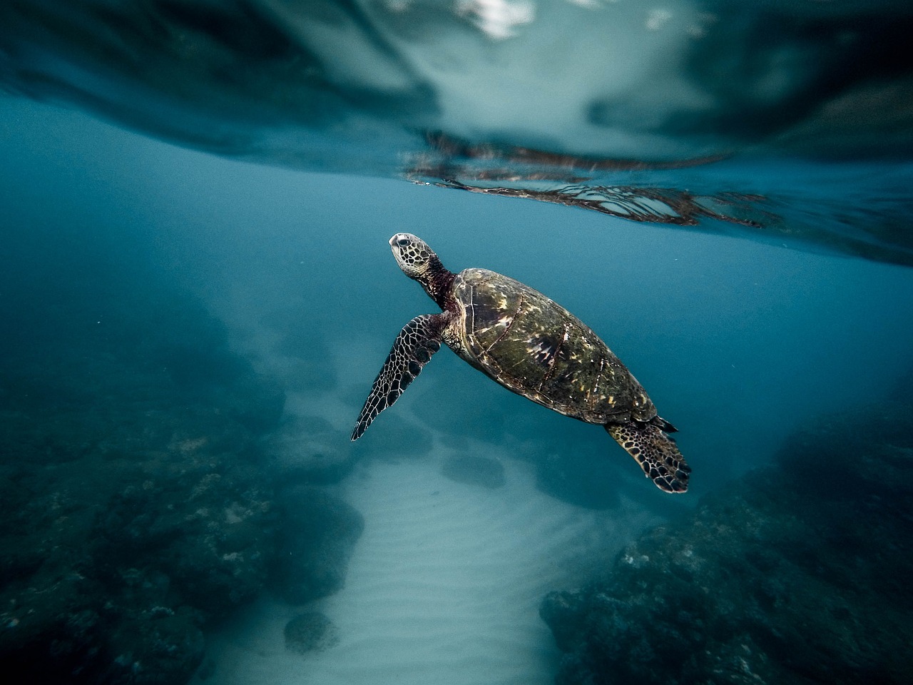 You are currently viewing Marine Turtles: Guardians of the Ocean