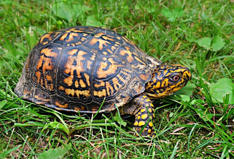 Read more about the article Box Turtle: A Fascinating Species of the Terrapene Genus