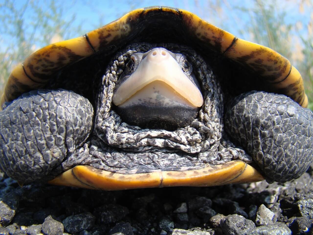 You are currently viewing Diamondback Terrapin: The Jewel of Coastal Ecosystems