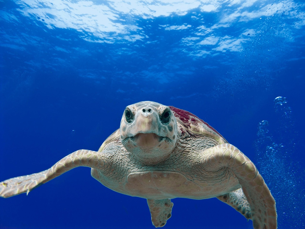 You are currently viewing Loggerhead Turtle: An In-Depth Exploration