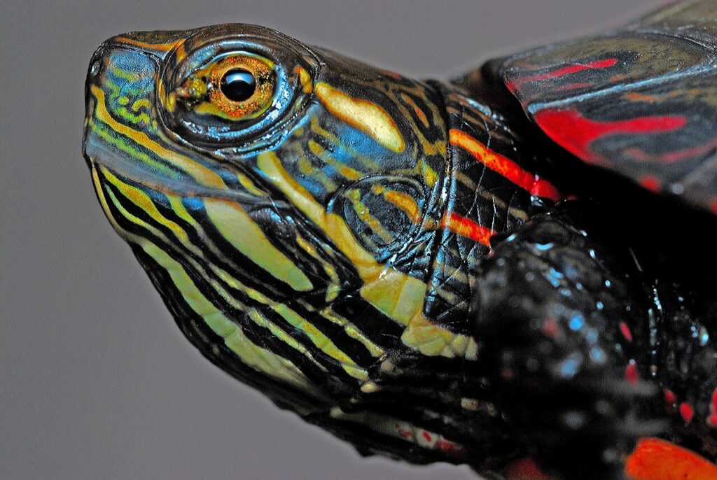 Painted turtle