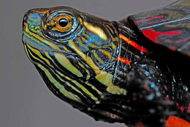 Read more about the article The Painted Turtle: A Fascinating Aquatic Marvel