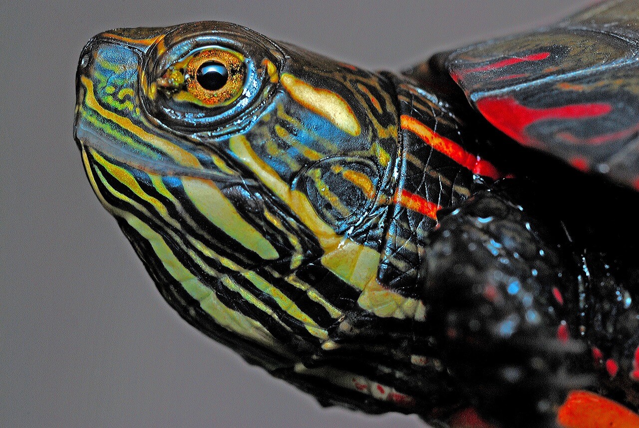 You are currently viewing The Painted Turtle: A Fascinating Aquatic Marvel