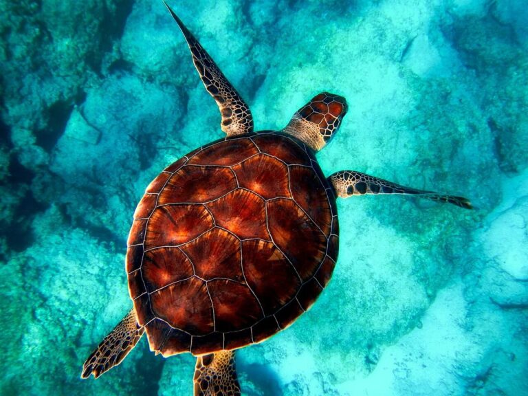 Read more about the article The Enigmatic Sea Turtle: Guardians of the Ocean
