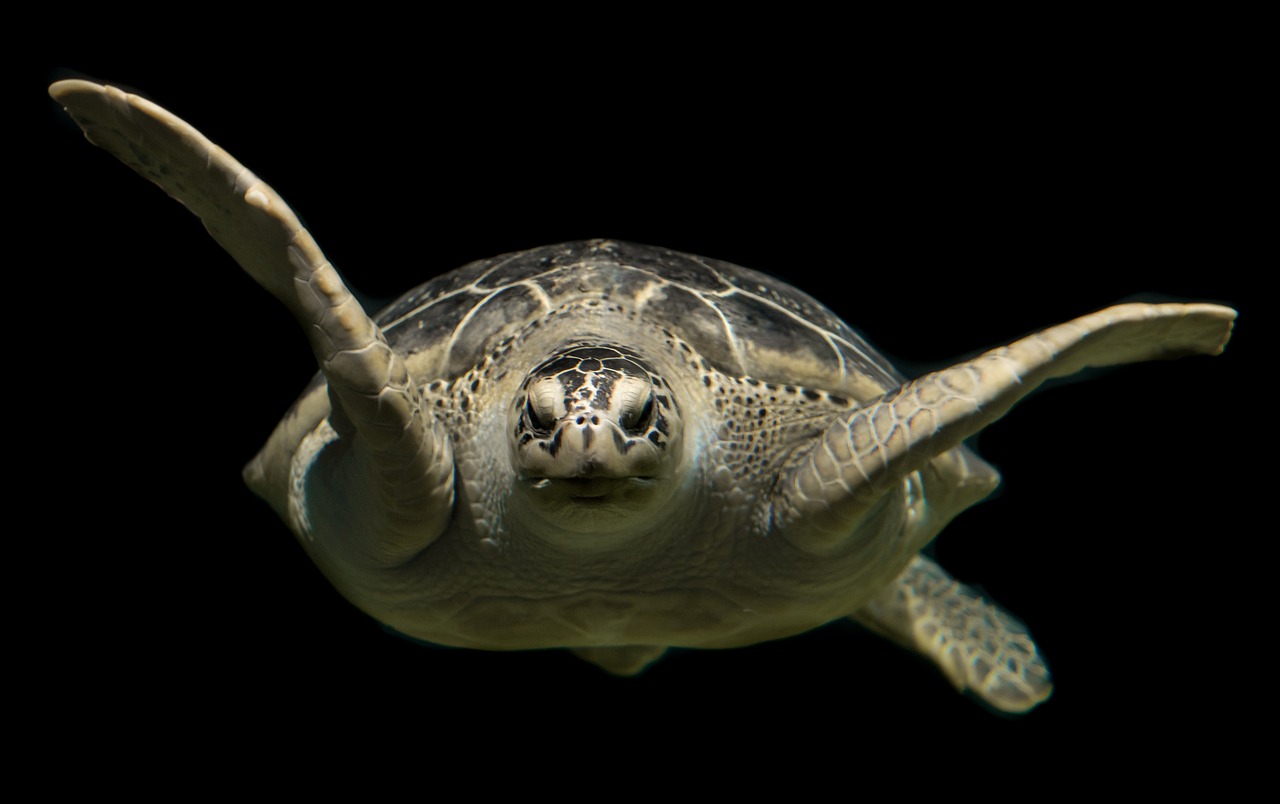 You are currently viewing The Fascinating World of the Green Turtle: A Gentle Giant of the Seas