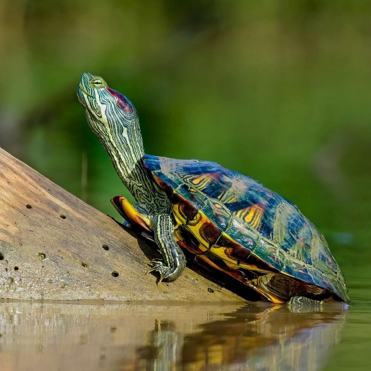 You are currently viewing The Slider Turtle: A Fascinating Aquatic Reptile