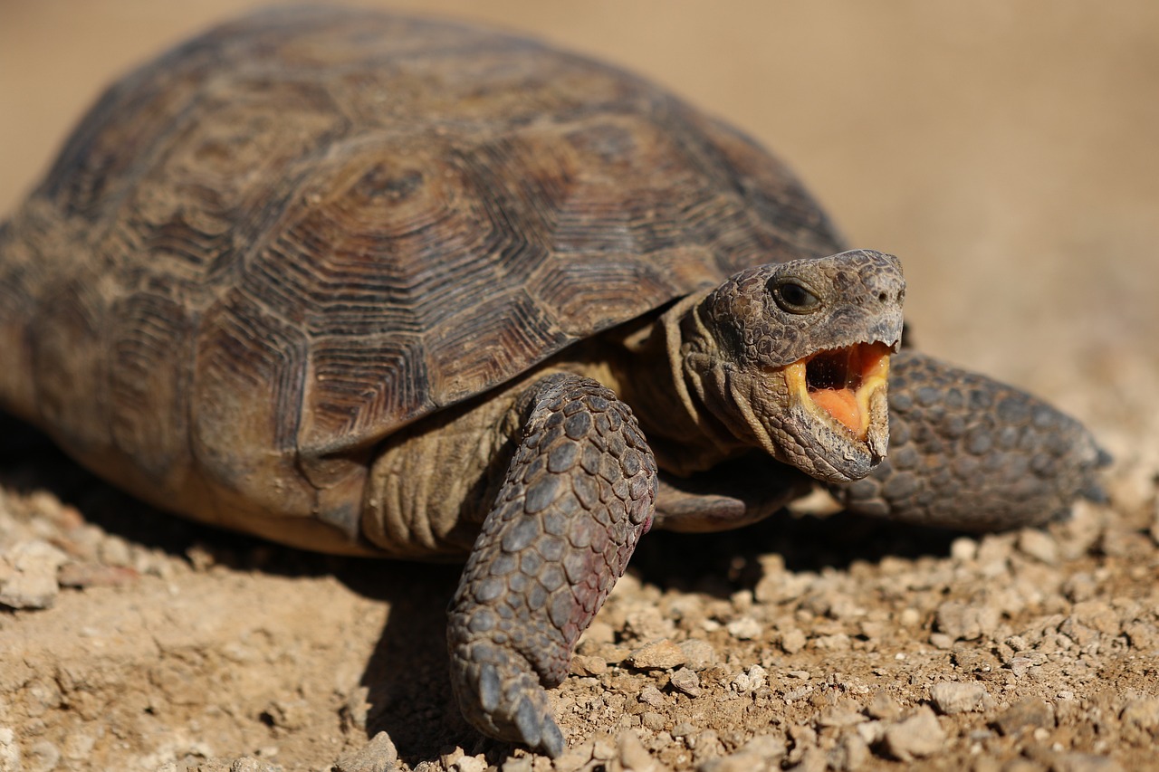 You are currently viewing Exploring the Fascinating World of Snapping Turtles