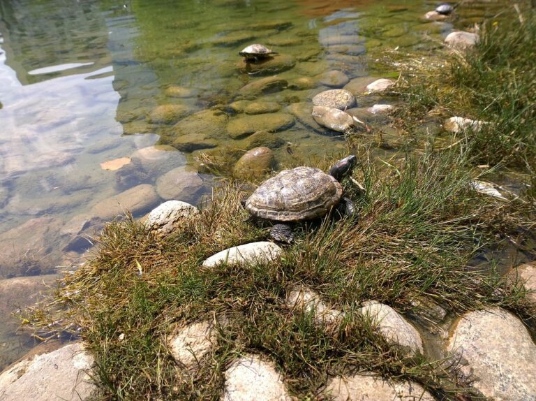 Read more about the article Alligator Snapping Turtle Habitat and Range