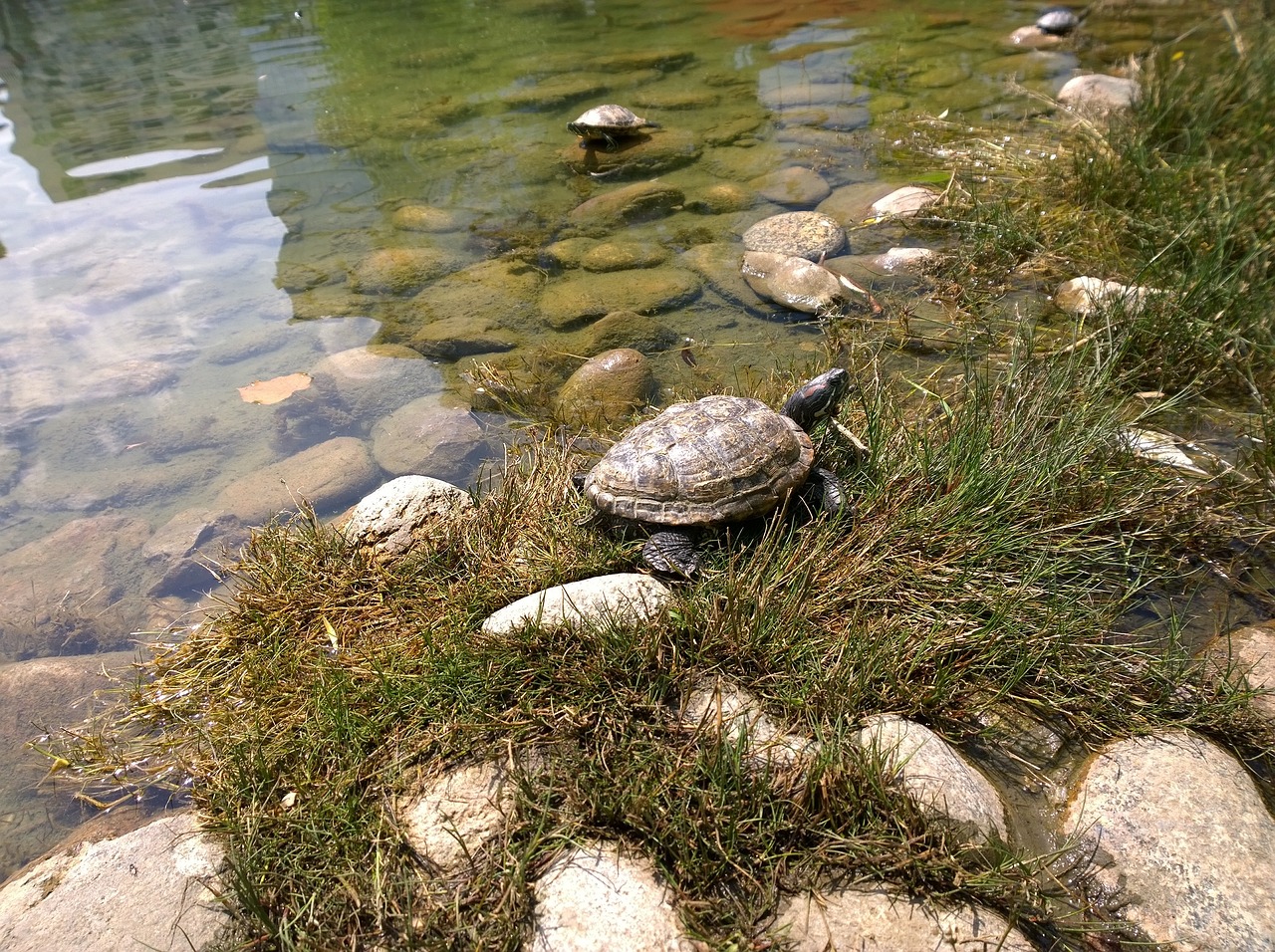 You are currently viewing Alligator Snapping Turtle Habitat and Range