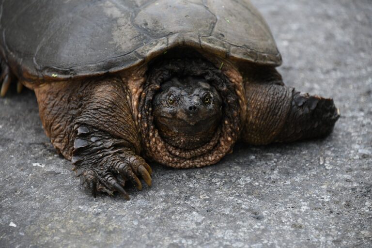 Read more about the article Snapping Turtles Habitat and Range: Unveiling Their Secrets