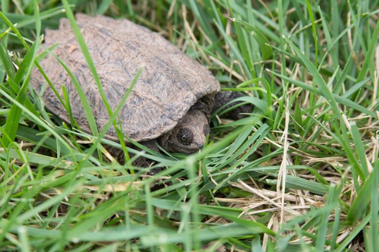 Read more about the article Snapping Turtle Conservation: Protecting a Fascinating and Threatened Species