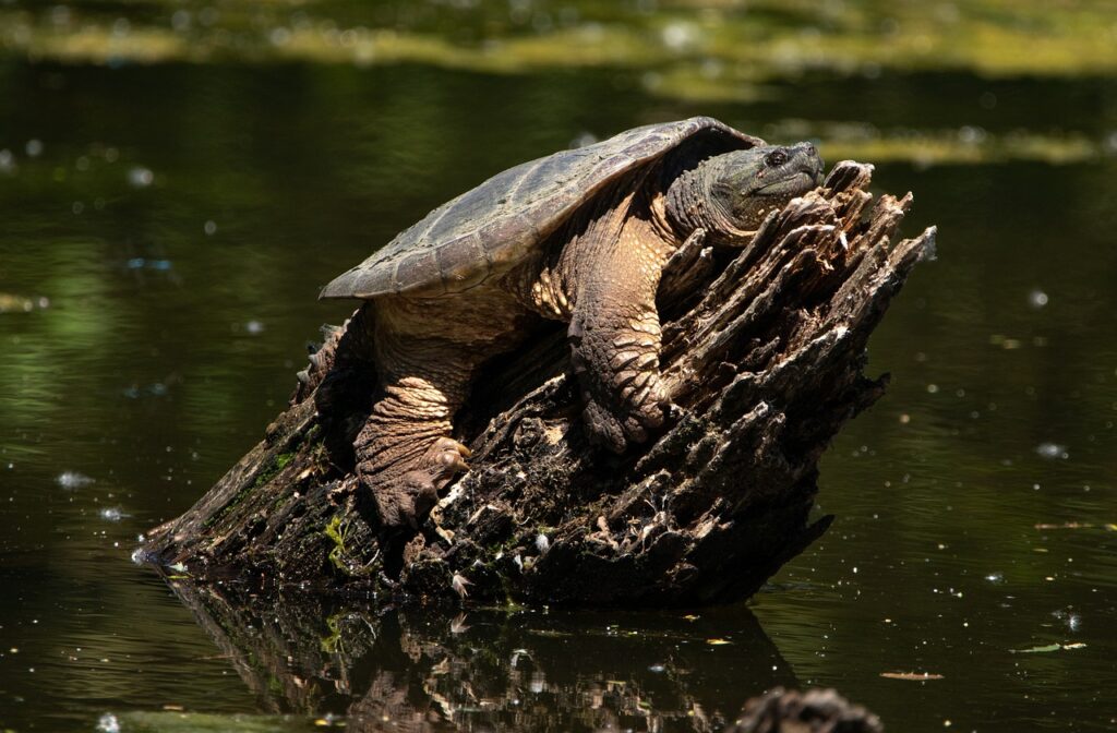Snapping turtle diet and feeding