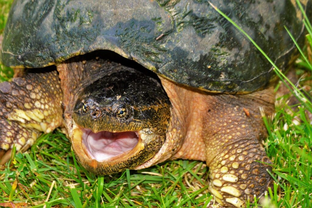 Alligator snapping turtle habitat and range