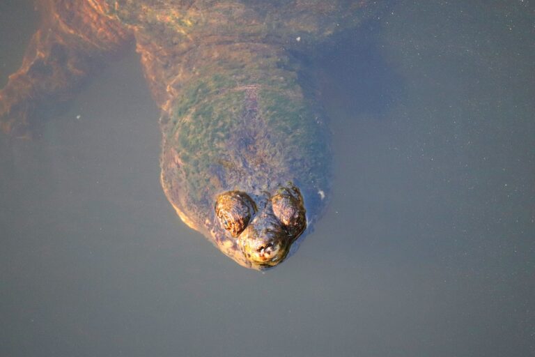 Read more about the article Snapping Turtle Size and Growth: Unraveling the Secrets of Their Enigmatic Growth Patterns